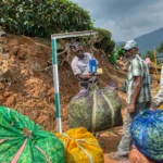 Weighing the harvest