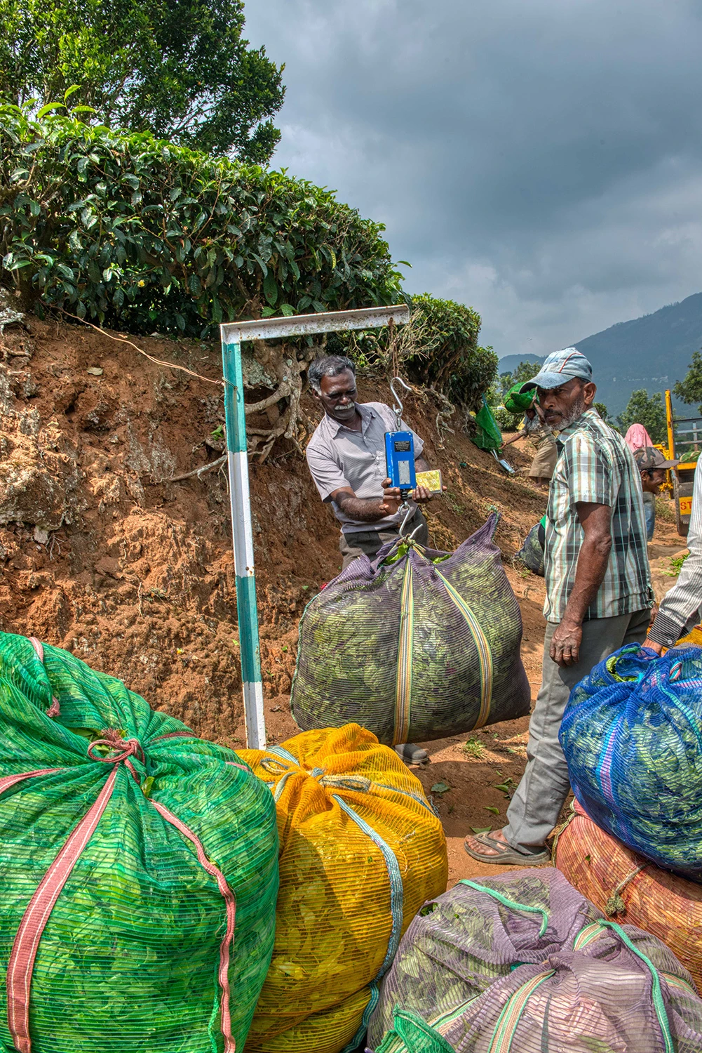Weighing the harvest, Tea Plantations – photo by Reiner Boehme