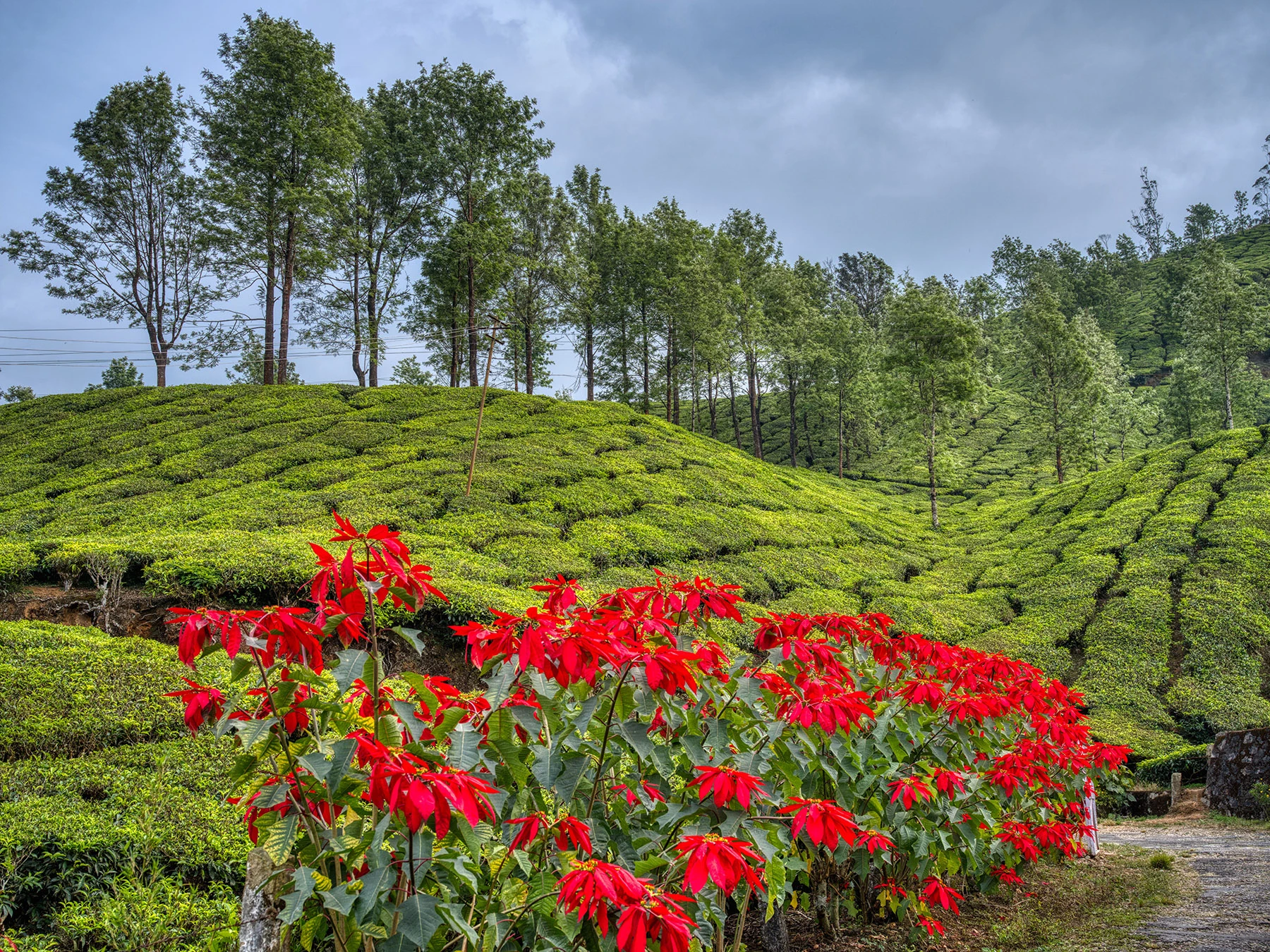 Poinsettia plants, Tea Plantations – photo by Reiner Boehme