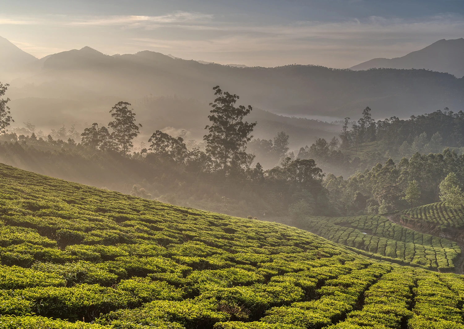 Early morning on NH 17, Tea Plantations – photo by Reiner Boehme