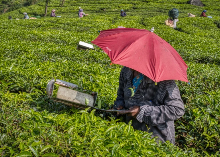 Tea cutter