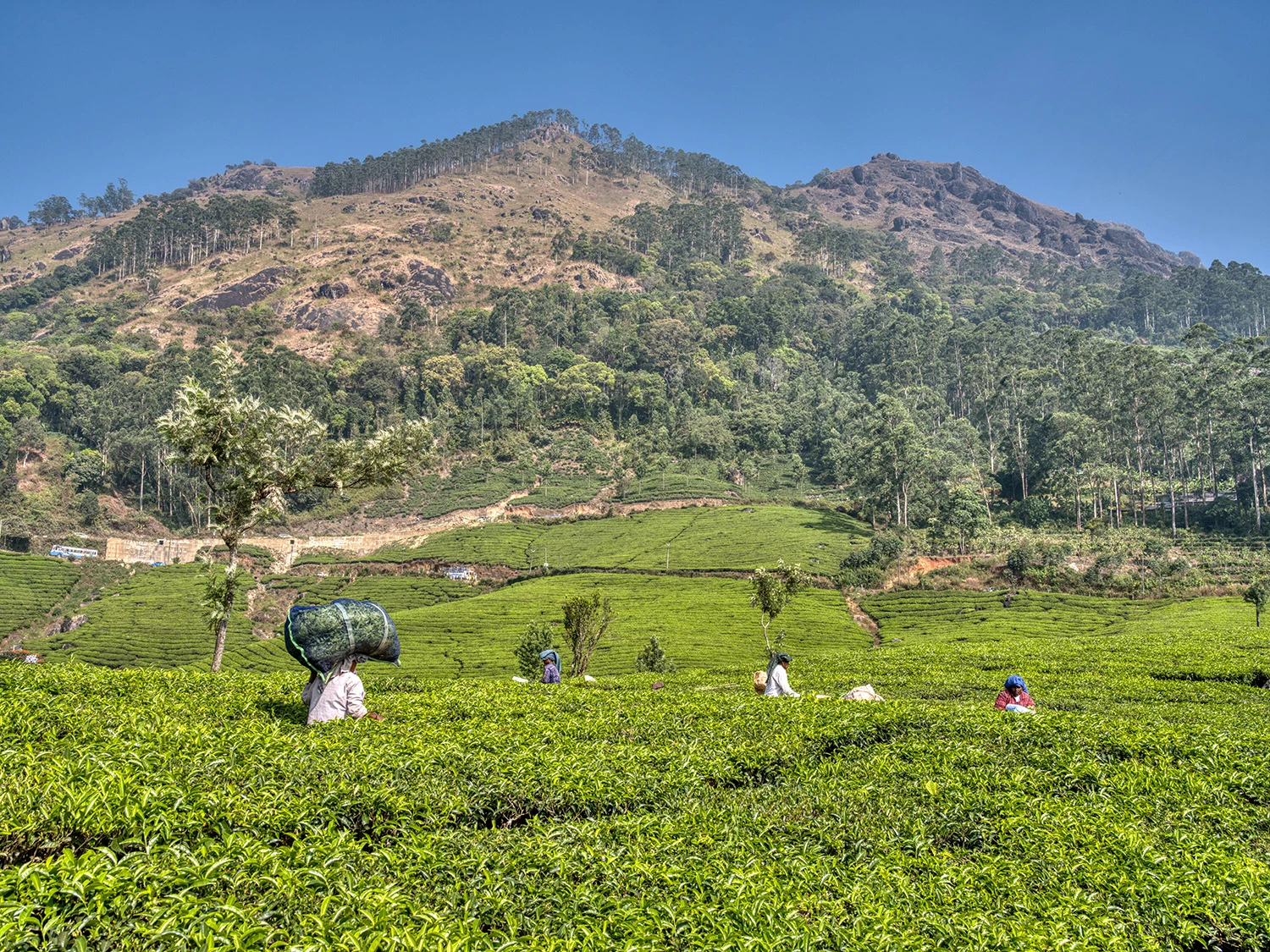 Chithirapuram road, Tea Plantations – photo by Reiner Boehme