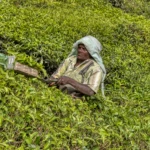 Tea cutter