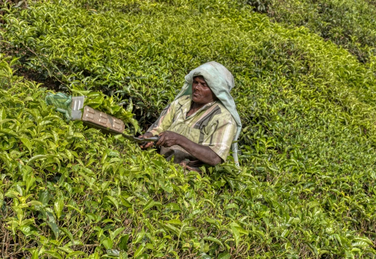 Tea cutter