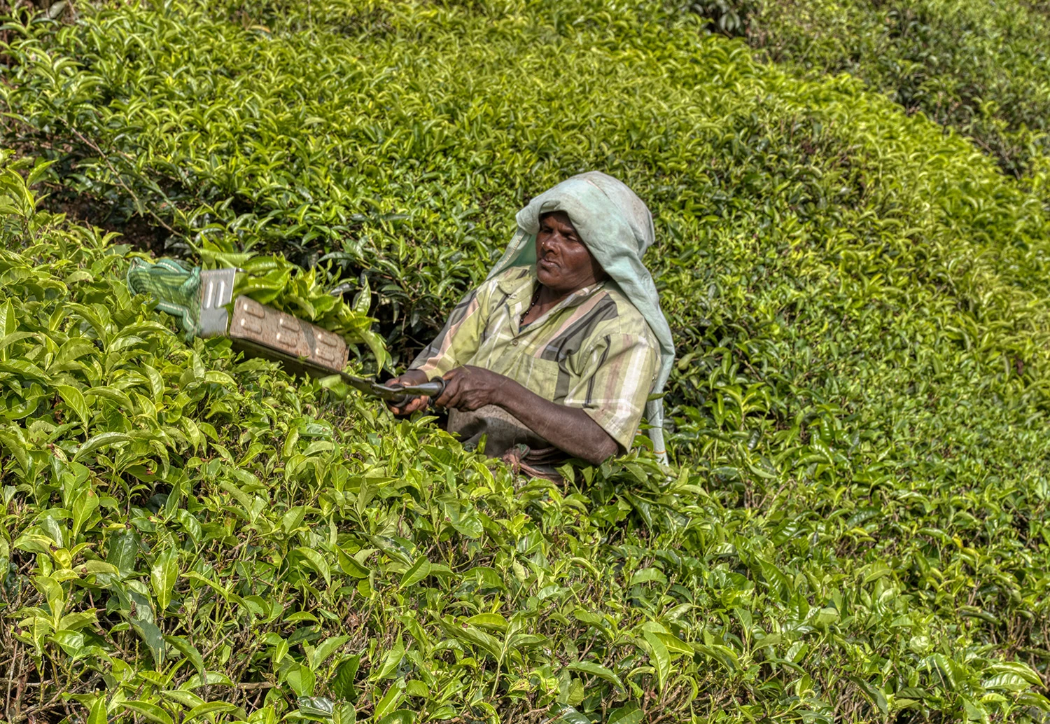 Tea cutter, Tea Plantations – photo by Reiner Boehme
