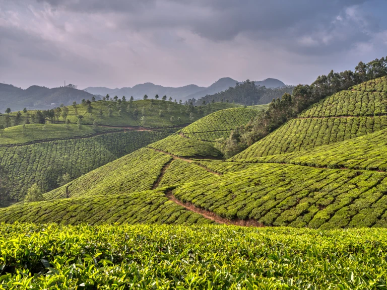 Tea plantations
