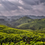 Tea gardens