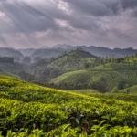 Tea gardens