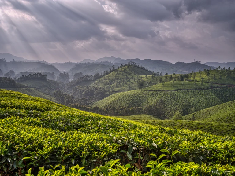 Tea gardens