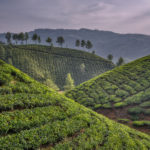 Tea gardens