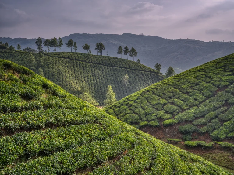 Tea gardens