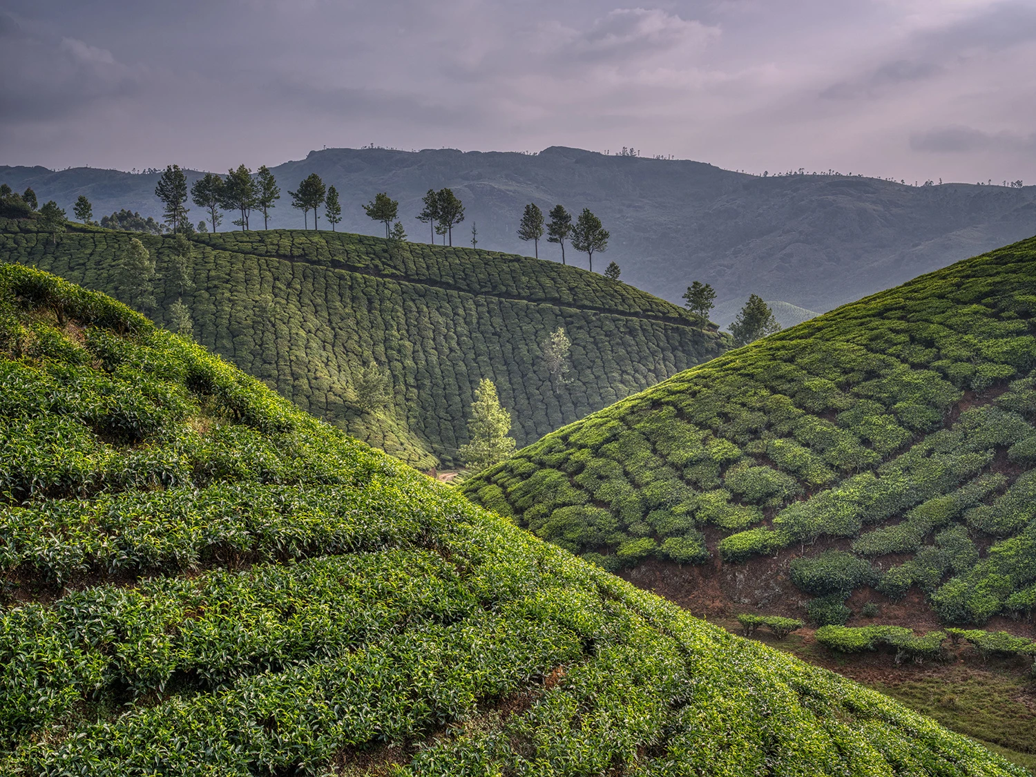 Tea gardens, Tea Plantations – photo by Reiner Boehme