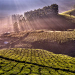 Early morning