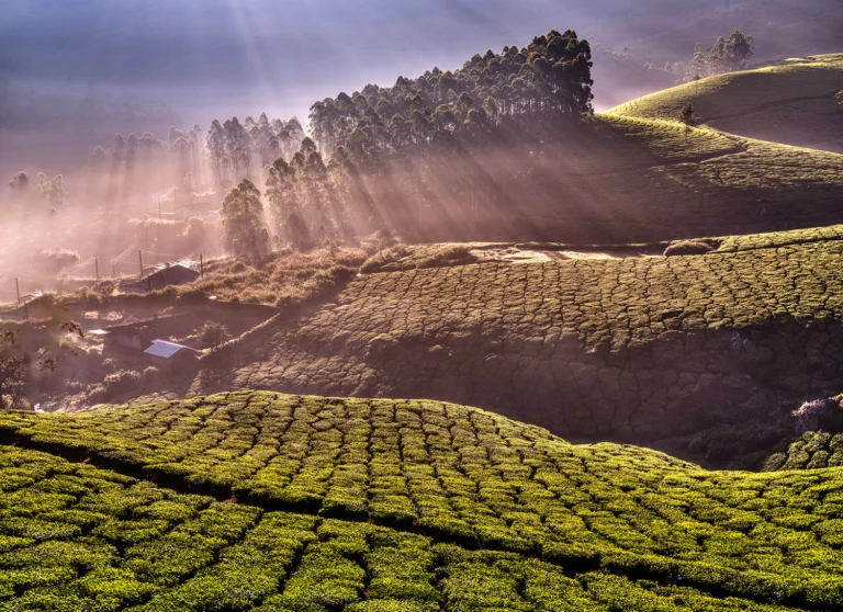 Early morning