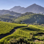Tea plantation