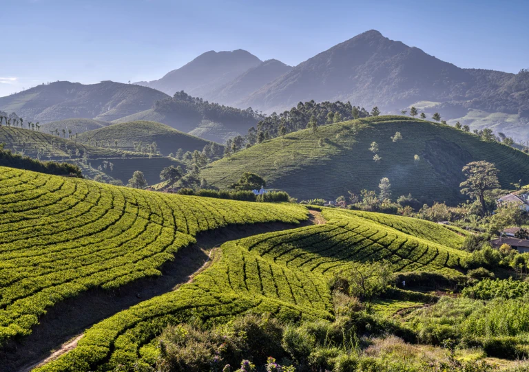 Tea plantation