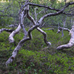 Crippled trees