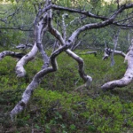 Crippled trees