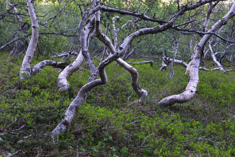 Crippled trees