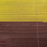 Tulip fields