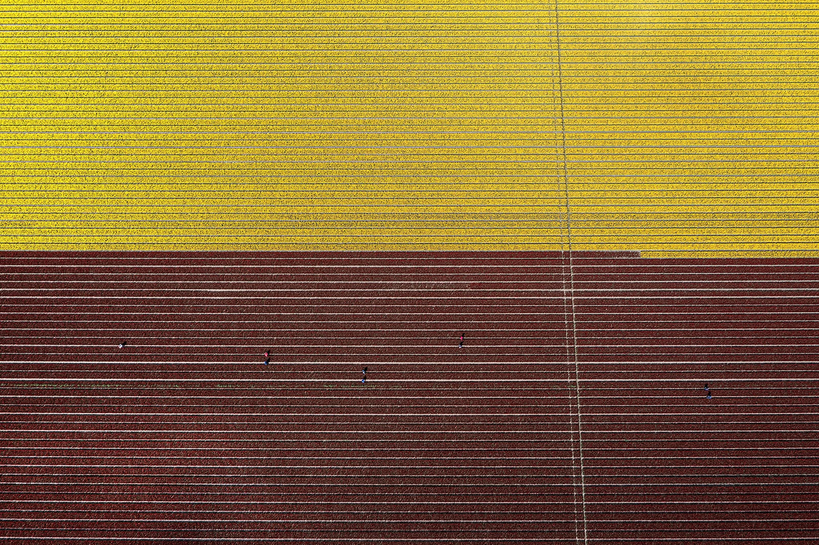 Tulip fields, Various in the Netherlands – photo by Reiner Boehme