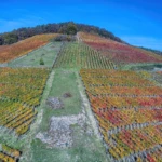 Ahr valley
