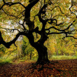 Süntel beech