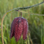 Schachbrettblume