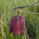 Schachbrettblume