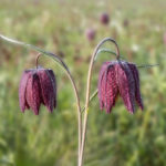 Schachbrettblume