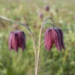 Schachbrettblume