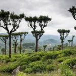 Tea plantation