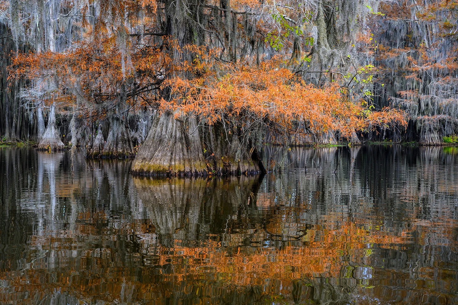 Benton Lake, Swamps of Louisiana/Texas – photo by Reiner Boehme