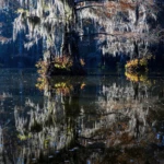 Caddo Lake