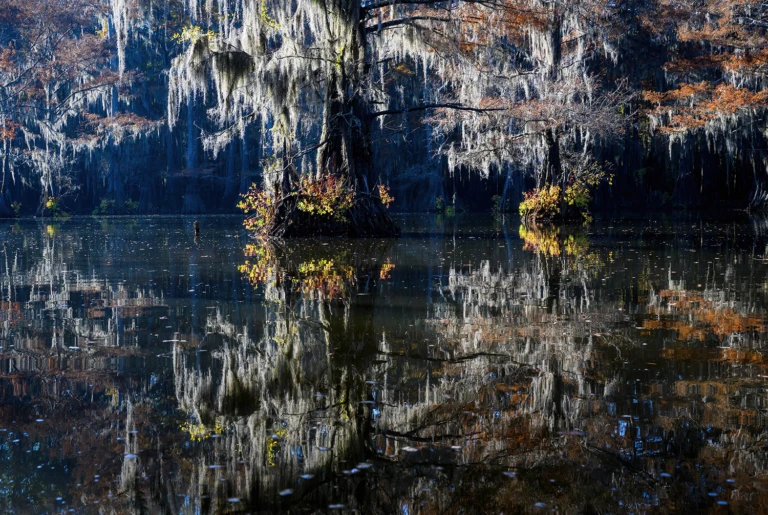 Caddo Lake
