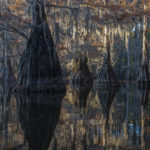 In the swamps
