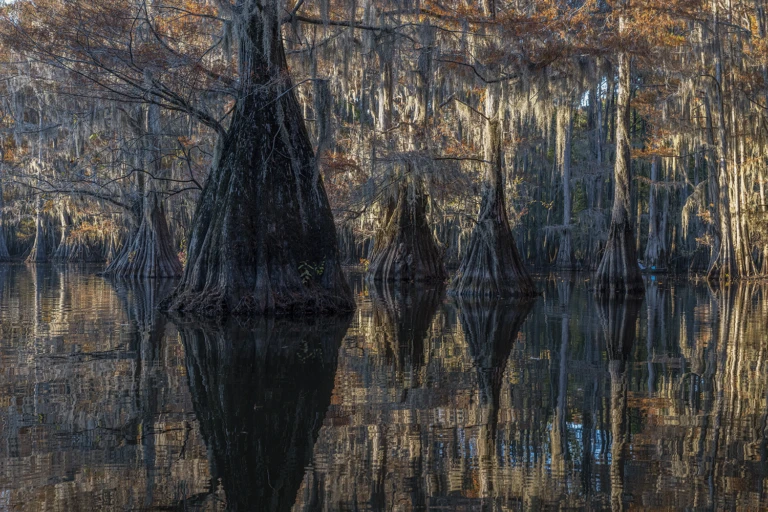 In the swamps