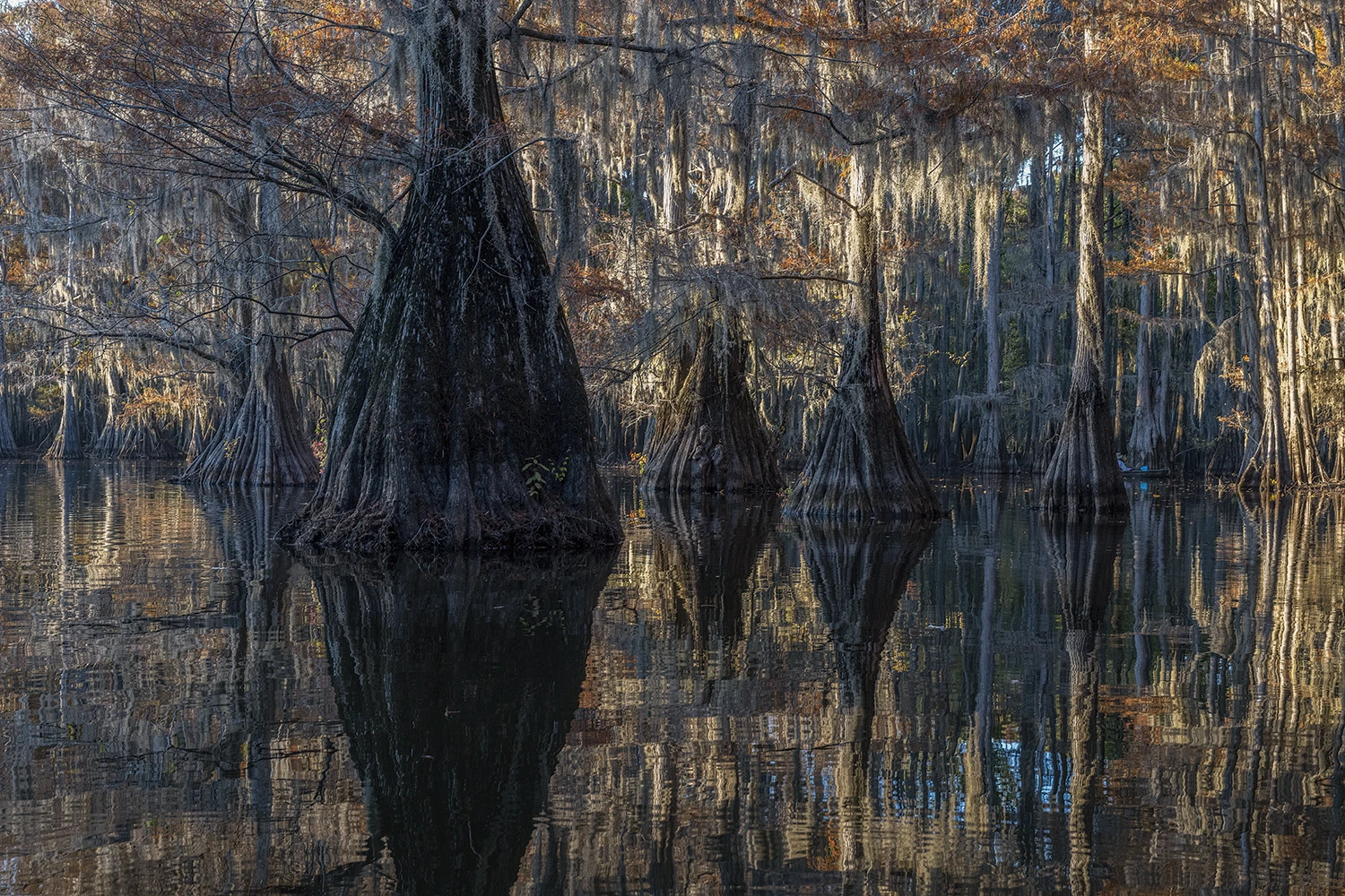 In the swamps, Swamps of Louisiana/Texas – photo by Reiner Boehme