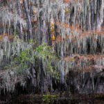 Spanish moss