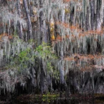 Spanish moss