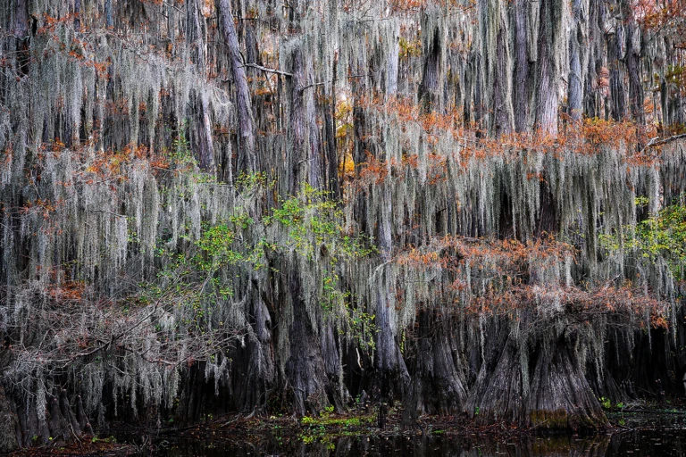 Spanish moss