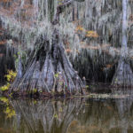 Cypresses
