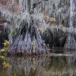 Cypresses