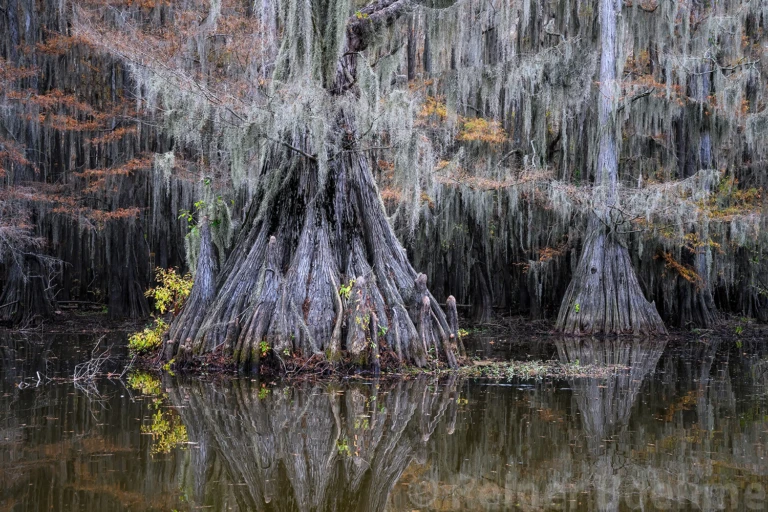 Cypresses