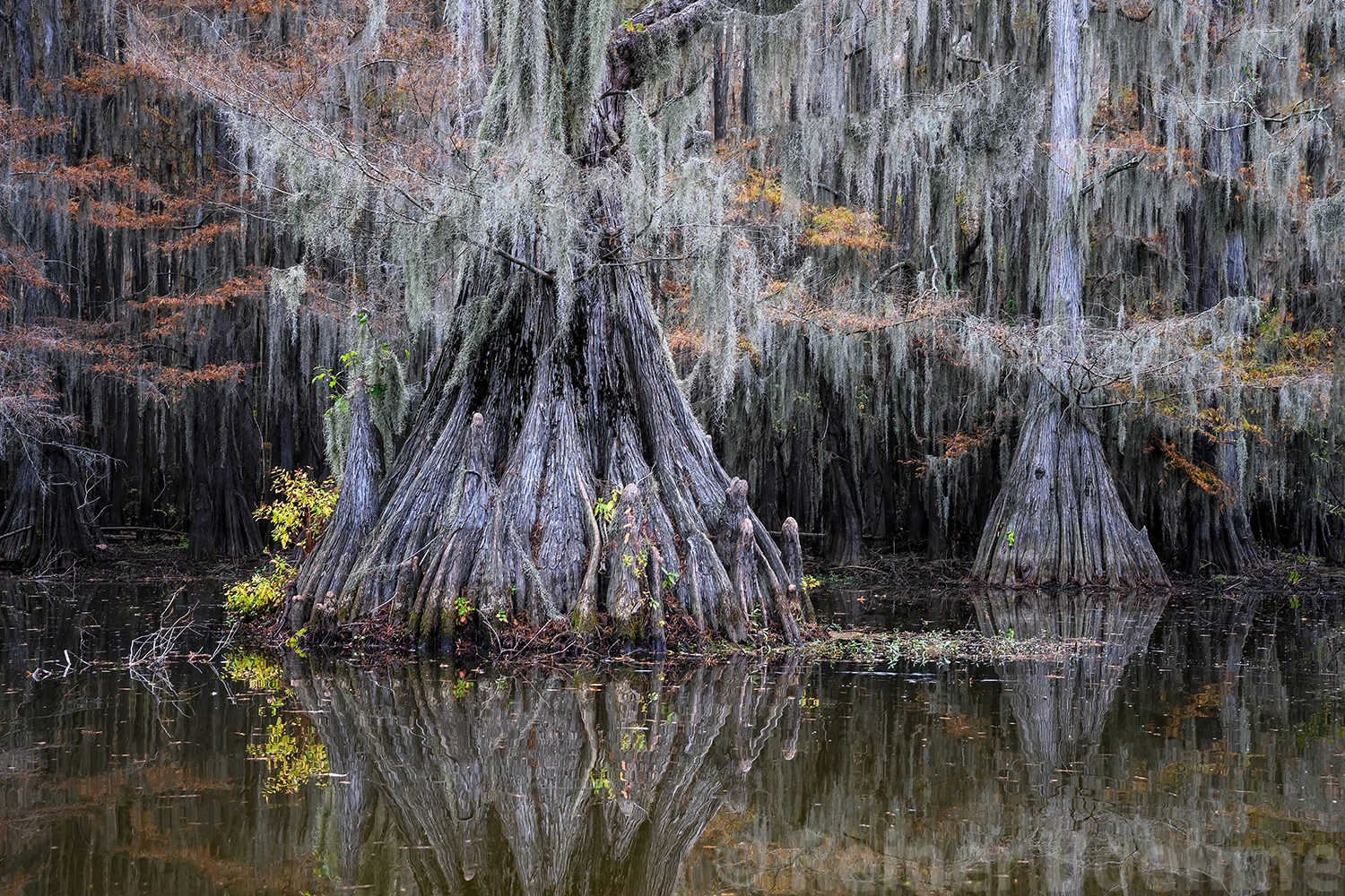 Cypresses, Swamps of Louisiana/Texas – photo by Reiner Boehme