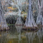 Cypresses