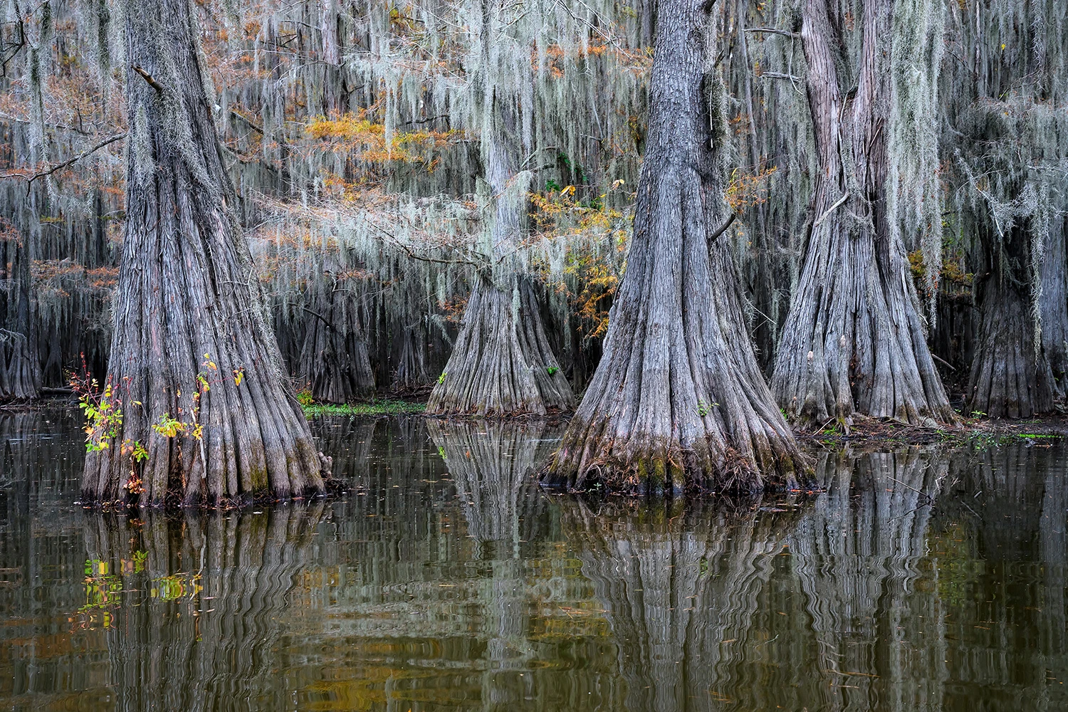 Cypresses, Swamps of Louisiana/Texas – photo by Reiner Boehme