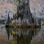 Majestic cypress tree