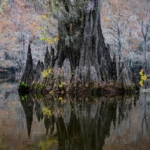 Majestic cypress tree