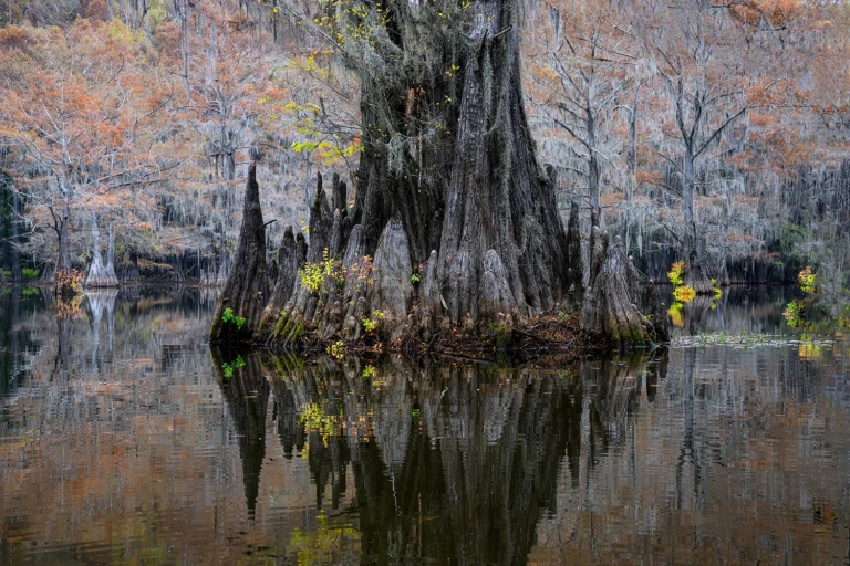 Majestic cypress tree